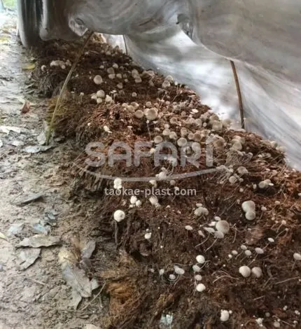 พลาสติกคลุมเห็ด
