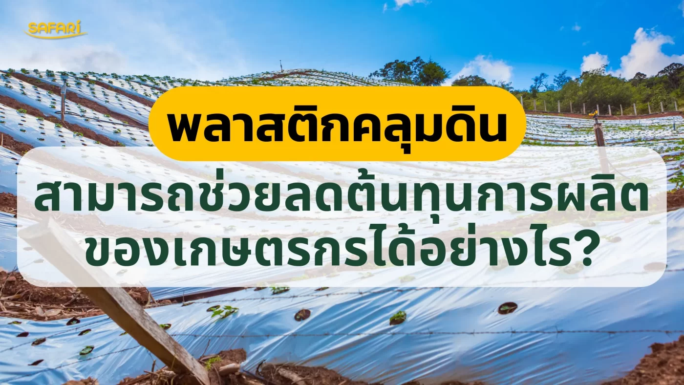 พลาสติกคลุมดินช่วยลดต้นทุน