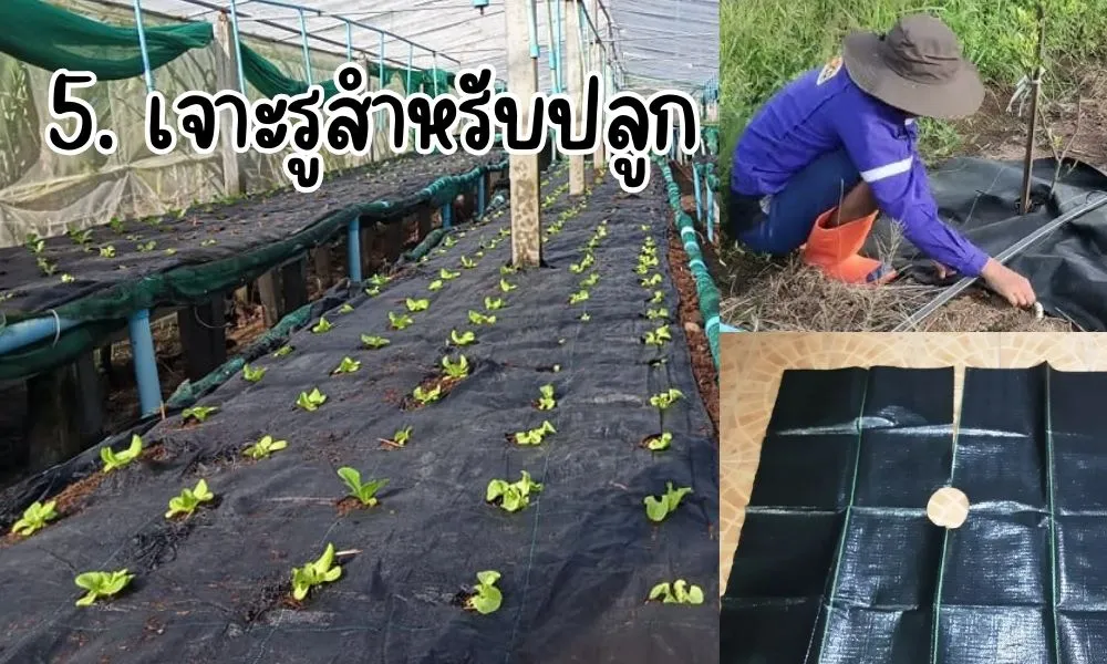 ผ้ายางคลุมหญ้า