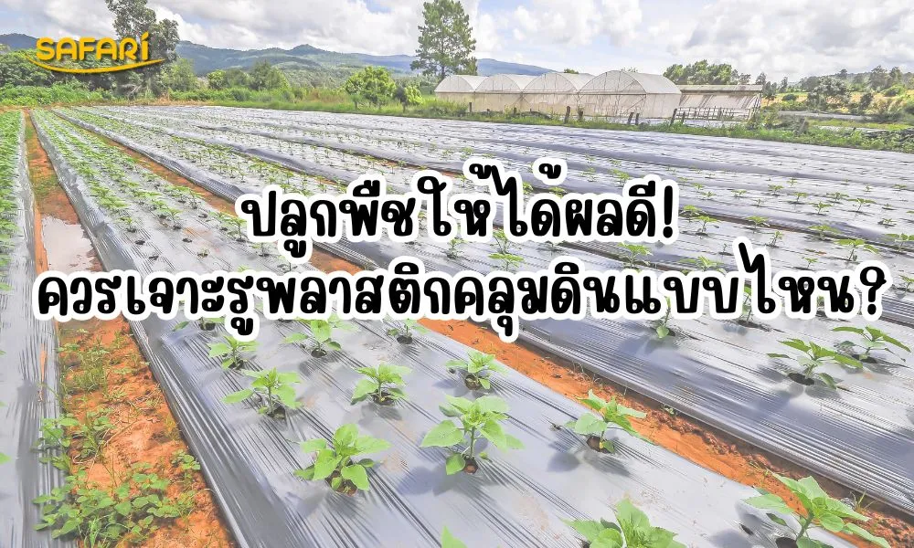 วิธีเจาะรูพลาสติกคลุมดิน