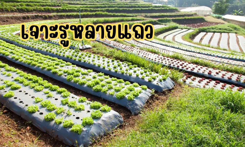 วิธีเจาะรูพลาสติกคลุมดิน