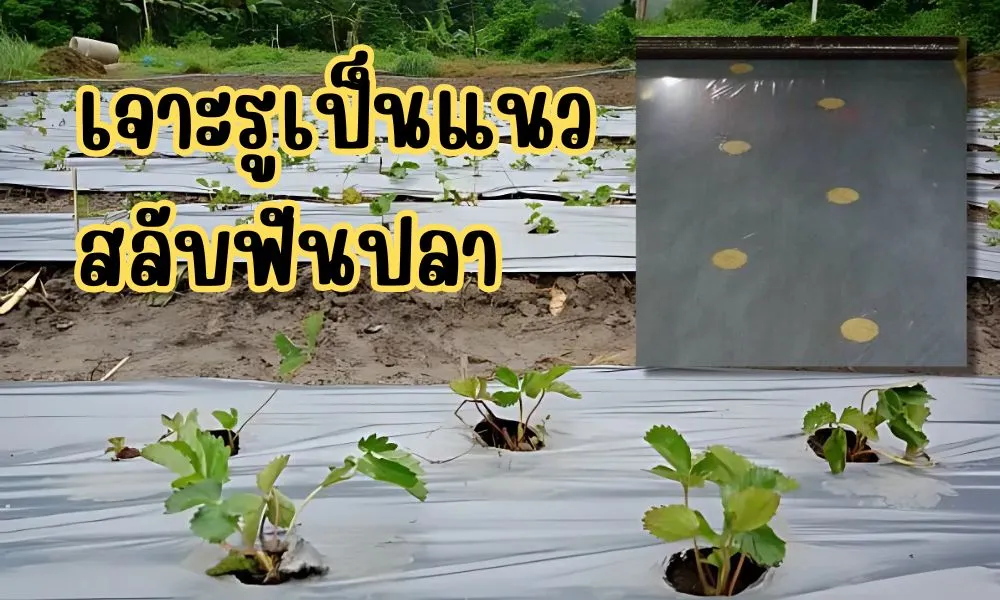 วิธีเจาะรูพลาสติกคลุมดิน