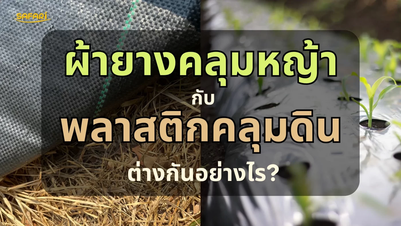 เปรียบเทียบพลาสติกคลุมหญ้า