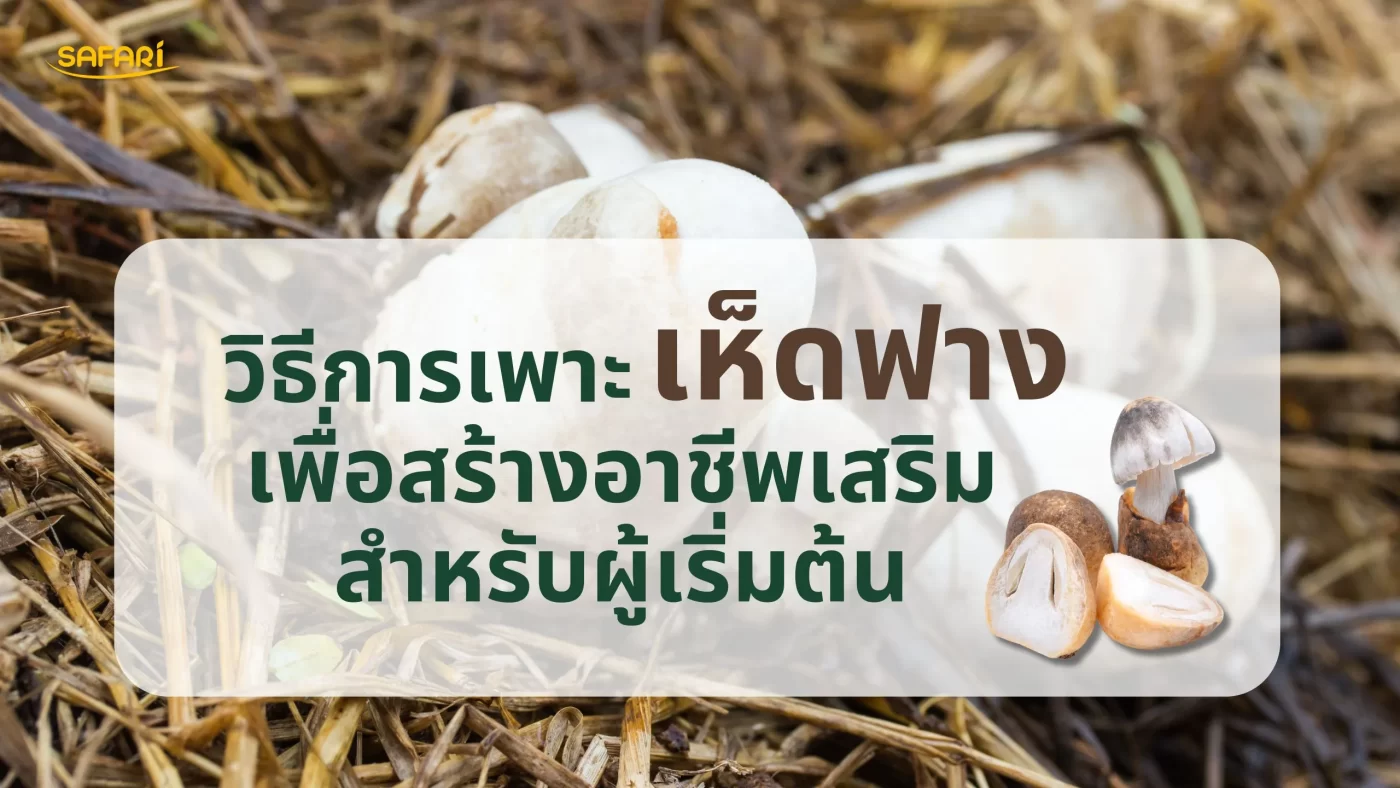 เพาะเห็ดฟาง