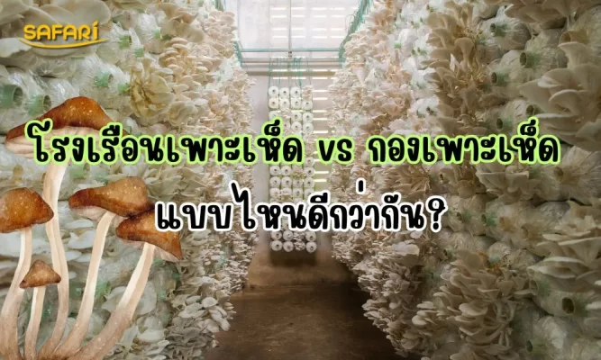 โรงเรือนเพาะเห็ดกับกองเพาะเห็ด