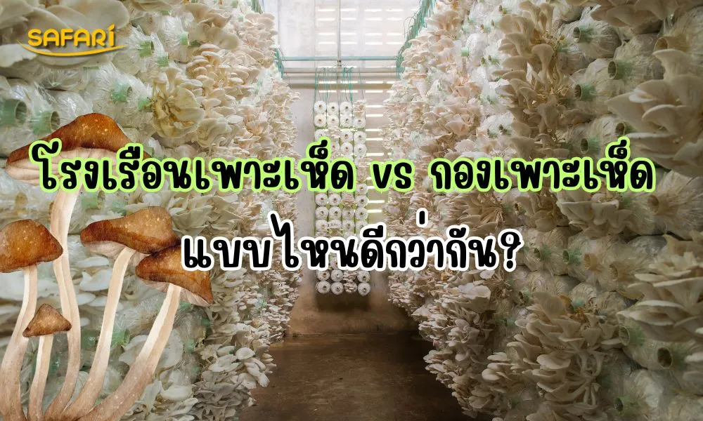 โรงเรือนเพาะเห็ดกับกองเพาะเห็ด