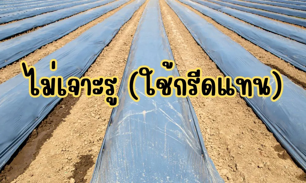 วิธีเจาะรูพลาสติกคลุมดิน