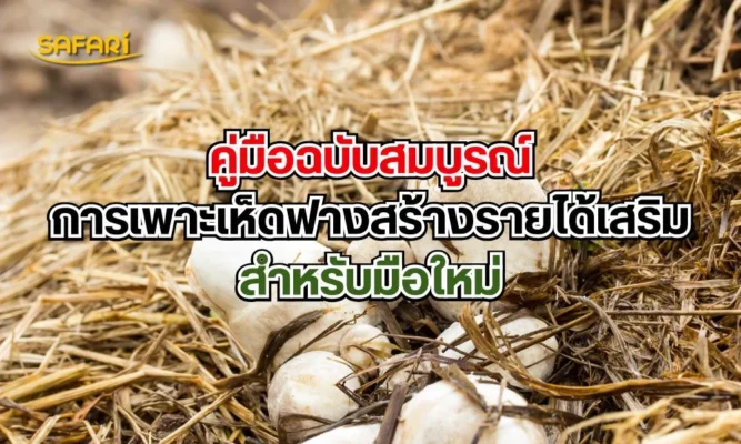 คู่มือการเพาะเห็ดฟาง
