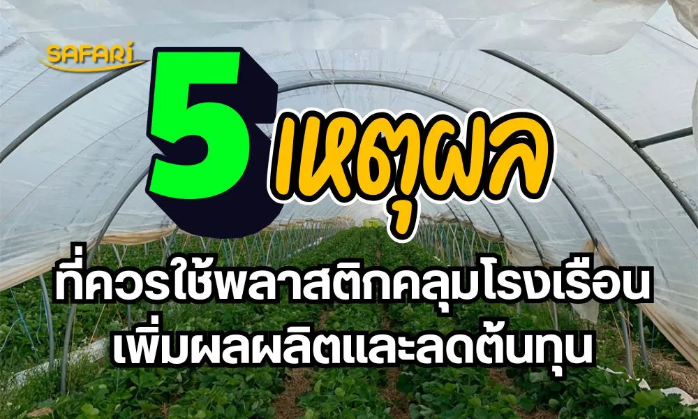 ควรใช้พลาสติกคลุมโรงเรือน