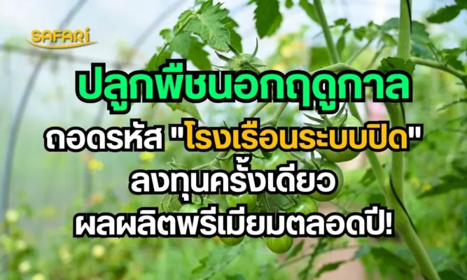 ปลูกพืชนอกฤดูกาล