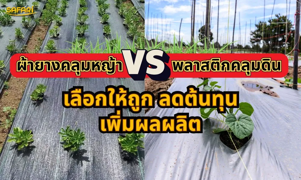 ผ้ายางคลุมหญ้าvsพลาสติกคลุมดิน