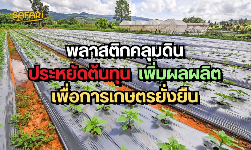 พลาสติกคลุมดิน ประหยัดต้นทุน เพิ่มผลผลิต
