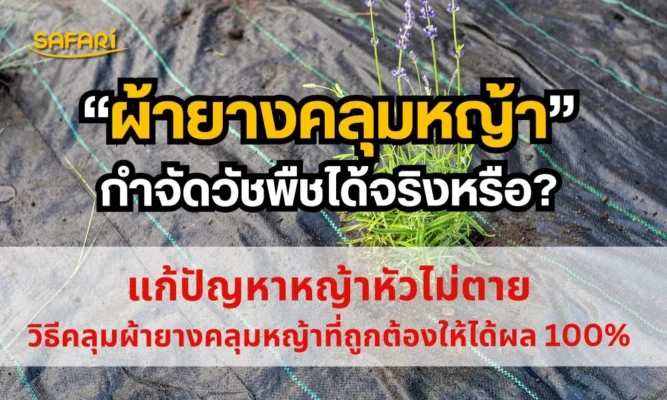 ผ้ายางคลุมหญ้ากำจัดวัชพืชได้จริงไหม