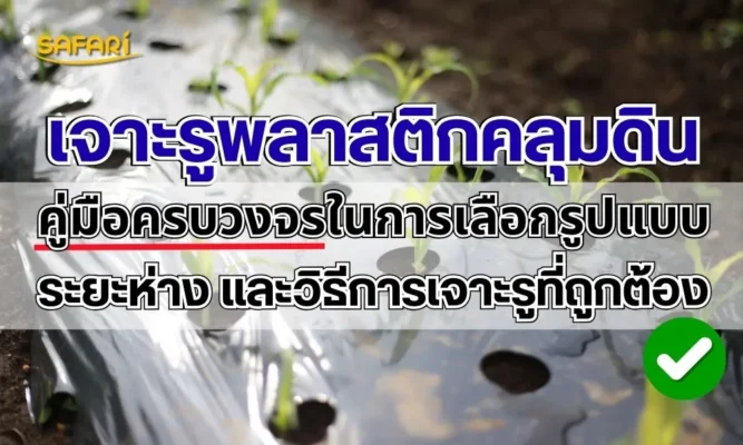 เจาะรูพลาสติกคลุมดิน