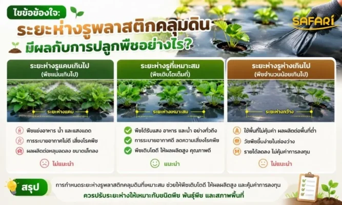 ไขข้อข้องใจ ระยะห่างรูพลาสติกคลุมดิน มีผลกับการปลูกพืชอย่างไร