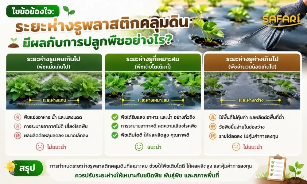 ไขข้อข้องใจ ระยะห่างรูพลาสติกคลุมดิน มีผลกับการปลูกพืชอย่างไร