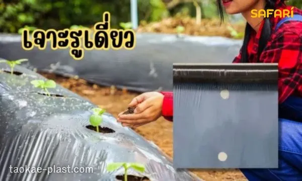 เจาะรูเดี่ยว