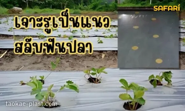 เจาะรูไขว้